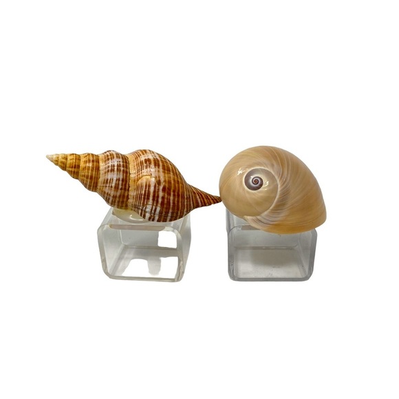 2 Beautiful Seashells | Napkin Rings | Hermit Crabs Shell | Square Base - Picture 2 of 6
